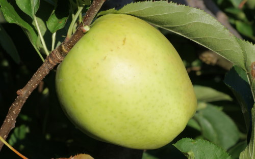 Mutsu (Crispin) apples