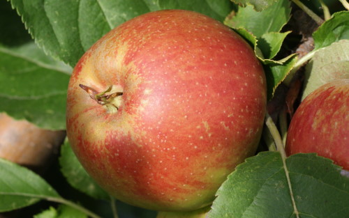 Belle de Boskoop apples