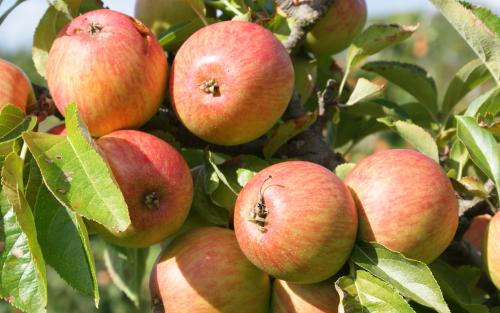 Doux Normandie apples